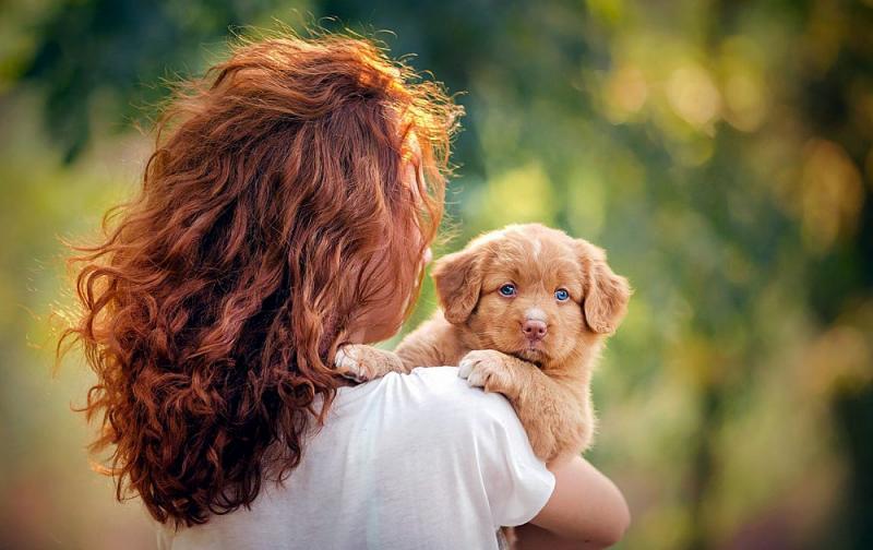 Lovely Male and Female Nova Scotia Duck Tolling Retriever Available Image eClassifieds4u