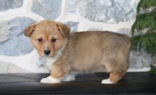 Corgi Puppies,2 pups left. Image eClassifieds4U