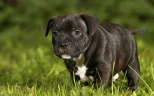 Gorgeous English Staffordshire Bull Terrier puppies available Image eClassifieds4U