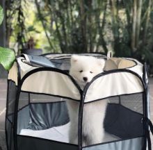 🐾💝🐾 Breathtaking 🐾💝🐾  Ckc Samoyed Puppies Available🐾💝 [ fabianrecaldo@gmail
