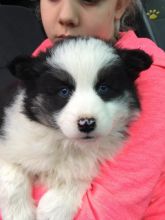 🐾💝🐾 Very Cute 🐾💝🐾  Ckc Pomsky Puppies Available🐾💝 [ fabianrecaldo@gmail.com