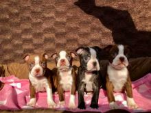 Boston terrier puppies