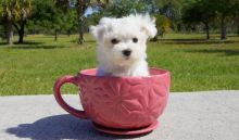 Extremely tiny Maltese Puppies