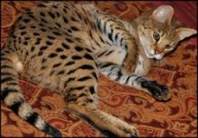 Savannah, Serval kittens , Caracal and Ocelot kitten for sale