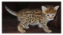 Serval kittens , Caracal and Ocelot kitten for sale