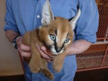 Serval kittens , Caracal and Ocelot kitten for sale