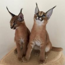 Serval kittens , Caracal and Ocelot kitten for sale