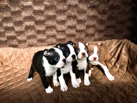 Boston terrier puppies Image eClassifieds4u