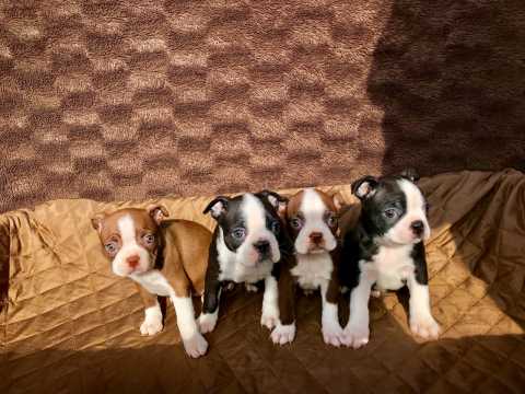 Boston terrier puppies Image eClassifieds4u