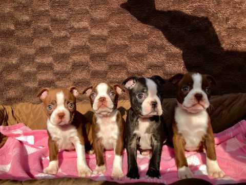 Boston terrier puppies Image eClassifieds4u