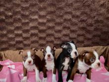 Boston terrier puppies Image eClassifieds4u 4