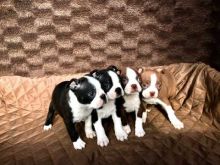 Boston terrier puppies Image eClassifieds4u 3