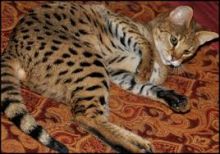 Savannah, Serval kittens , Caracal and Ocelot kitten for sale Image eClassifieds4u 1