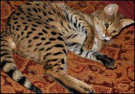 Savannah, Serval kittens , Caracal and Ocelot kitten for sale Image eClassifieds4u