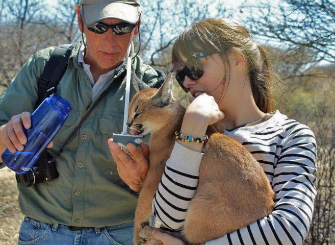 Serval kittens , Caracal and Ocelot kitten for sale Image eClassifieds4u