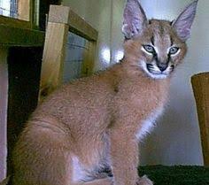 Serval kittens , Caracal and Ocelot kitten for sale Image eClassifieds4u