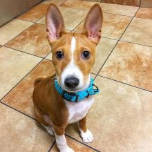 Afectionate Basenji Puppies