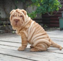Cute Shar Pei Pups for Adoption Text (205) 740-9695