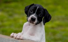 English Pointer for Rehoming