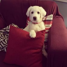 Excellent Great Pyrenees Puppies For Adoption text (205) 740-9695