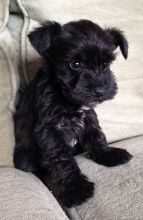 Giant Schnauzer puppies!