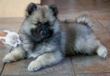 Gorgeous Keeshond Puppies available