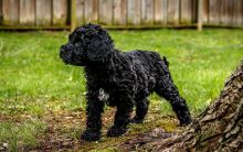 Lovely Portuguese Water Dog puppies