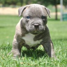 Loyal Staffordshire Bull Terrier Puppies