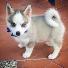 Pomsky Puppies Available