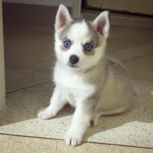 Pomsky Puppies Available