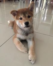 Shiba Inu Puppies for Adoption. Text (205) 740-9695