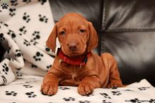 Top Quality Male and Female Vizsla Pups Text (205) 740-9695