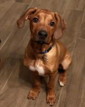 Two Rhodesian Ridgeback Puppies Available text (205) 740-9695