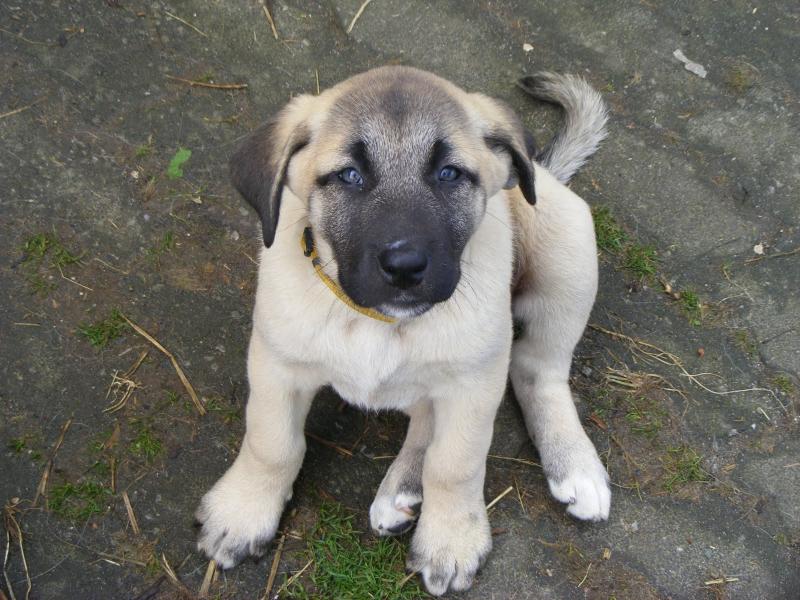 Amazing Kangal Available For Adoption Image eClassifieds4u