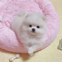 Affectionate Teacup Pomeranian Available Image eClassifieds4u 1