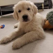 Gorgeous Golden Retriever Puppies Image eClassifieds4u 1
