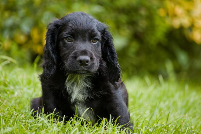 Pedigree English er Spaniel Puppies Ready Text (205) 740-9695 Image eClassifieds4u