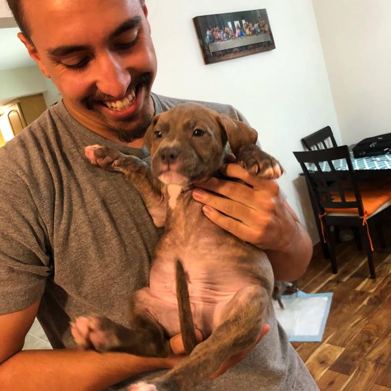 American Pit Bull Puppies For Adoption My Gorgeous pit-bull puppies are well socialized and lovable Image eClassifieds4u