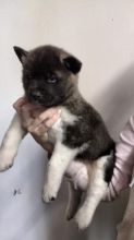 Accommodating Male And Female Akita Puppies For Adoption