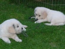 Attractive Golden Retriever Puppies Available