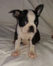 Boston Terrier puppies ready