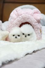 Enchanting Teacup Pomeranian Puppies For Adoption