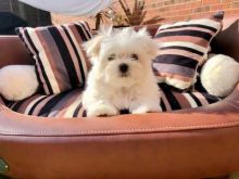 Excellent Maltese Puppies For A Good Homes