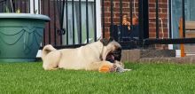 Young male and female pug puppies Available