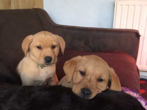 2 healthy, home trained Labrador Retriever pups for adoption. Image eClassifieds4u