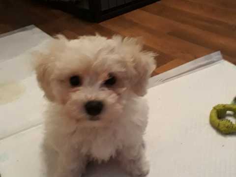 Affectionate Bichon Frise Puppies ready for Rehoming Image eClassifieds4u