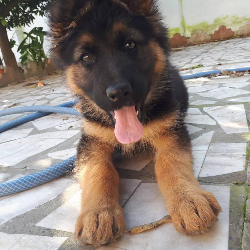 German Shepard Puppies Available for Free Adoption Image eClassifieds4u