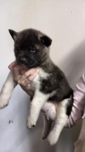 Accommodating Male And Female Akita Puppies For Adoption Image eClassifieds4U