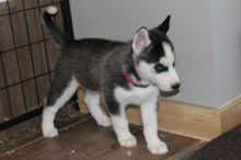 Adorable Blue Eyed Siberian Husky Puppies For adoption Image eClassifieds4u 2
