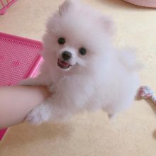 Adorable Pedigree Pomeranian Puppies Image eClassifieds4u 3